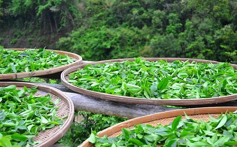 茶叶有机肥料的施用