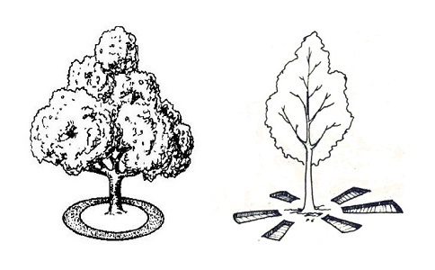 果树施肥技术与方法