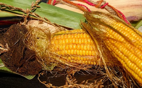 种玉米用什么肥料好