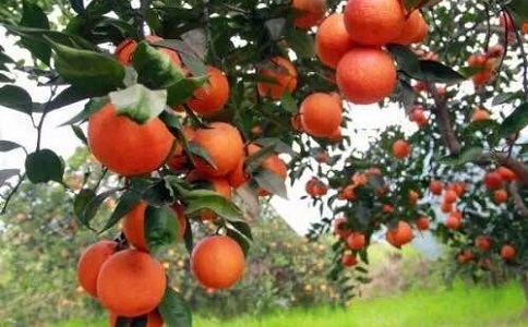 柑橘树什么时候下肥料最好